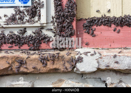 Un grand groupe de fort ancien (Boisea trivittata) bugs qui sortent d'une maison après avoir hiberné pendant l'hiver Banque D'Images