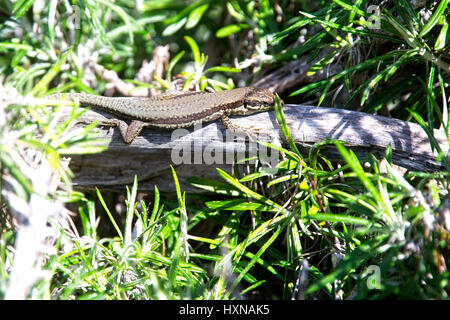 Lézard Troodos (Phoenicolacerta troodica), au soleil sur un journal, les montagnes de Troodos, à Chypre. Banque D'Images