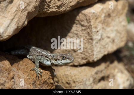 Ou Hardun (Agama stellio Laudakia étoilé cypriaca), Paphos, Chypre pointe. Banque D'Images