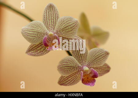 Gros plans de fleurs Banque D'Images