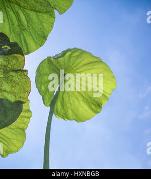 Feuille de lotus Nelumbo est titulaire d'essuyage jusqu'à blue sky Banque D'Images