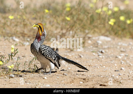 Southern Yellow Hornbill manger fleur jaune Banque D'Images