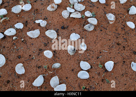 Camelthorn les coupelles de semences Banque D'Images