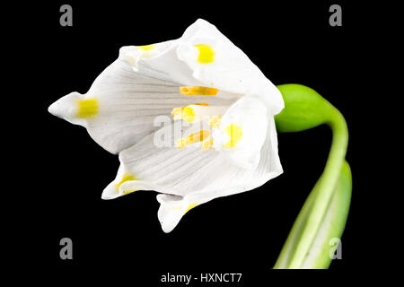 Macro d'une fleur de printemps Leucojum vernum (flocon) isolés sur noir Banque D'Images