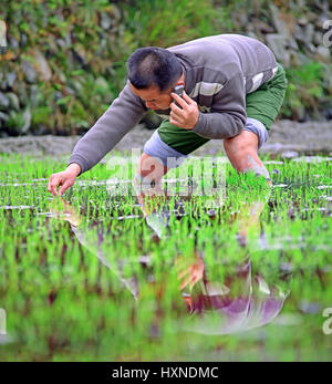 GUIZHOU, CHINE - 18 avril : Printemps le repiquage du riz dans les rizières de Chine, le 18 avril 2010. Paysan chinois la plantation des plants de riz dans un padd Banque D'Images