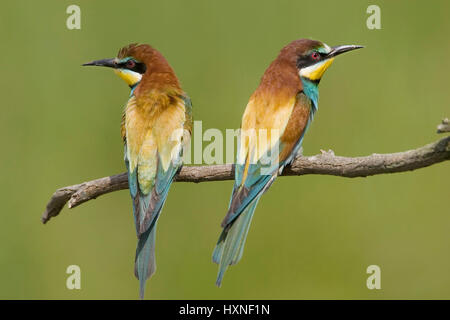 Les animaux, les oiseaux, les mangeurs d'abeilles, Guêpier d'Europe (Merops apiaster) parade nuptiale admission, paire sur le siège d'observation, Tiere, Voegel, Bienenfresse Banque D'Images