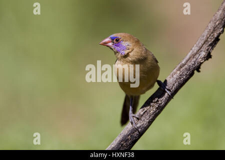 Granatastrild. granatina - hibou Waxbill Violet |Uraeginthus granatina Granatastrild, Violet - eared Waxbill Granatastrild Maennchen Ondekaremb ferme Banque D'Images