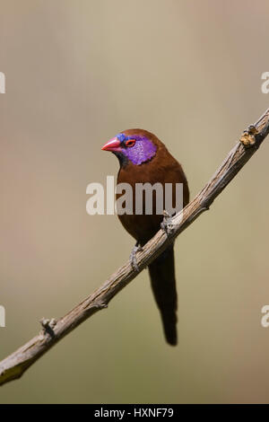 Granatastrild. granatina - hibou Waxbill Violet |Uraeginthus granatina Granatastrild, Violet - eared Waxbill Granatastrild Maennchen Ondekaremb ferme Banque D'Images