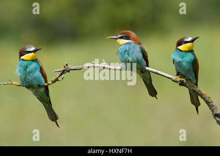 Les animaux, les oiseaux, les mangeurs d'abeilles, Guêpier d'Europe (Merops apiaster) parade nuptiale admission, bee eater sur son point de vue point de vue, garder une vigie à l'arrière Banque D'Images