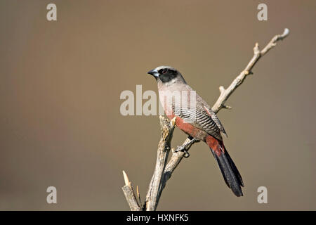 Elfenastrild, Estrilda erythronotus cheeked Waxbill - Noir, Elfenastrild | Estrilda erythronotus - Noir cheeked Waxbill Elfenastrild Maennchen loin Banque D'Images