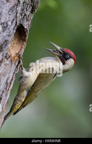 Pic Vert ancien et d'oiseaux, oiseaux de Jung und Alt- Grünspecht Jungvogel Banque D'Images