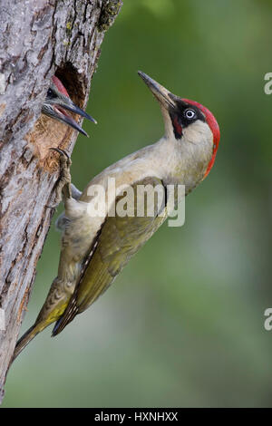 Pic Vert ancien et d'oiseaux, oiseaux de Jung und Alt- Grünspecht Jungvogel Banque D'Images
