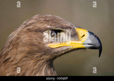 Aigle des steppes - Aquila nipalensis - rapax, Steppenadler - Aquila rapax nipalensis - Banque D'Images