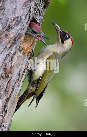 Pic Vert ancien et d'oiseaux, oiseaux de Jung und Alt- Grünspecht Jungvogel Banque D'Images