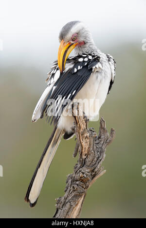 Calao à bec jaune (Tockus leucomelas) perché sur dead tree stump, le nettoyage des plumes, Kruger National Park, Afrique du Sud. Banque D'Images