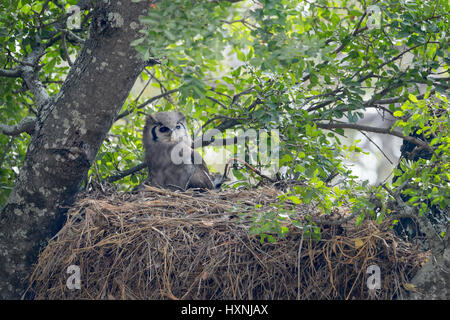 Owl-de verreaux (Bubo lacteus) assis sur Hamerkop (Scopus umbretta) des cavités d'arbres, Kruger National Park, Afrique du Sud. Banque D'Images