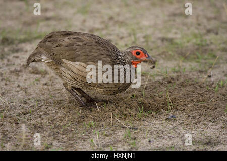 Francolinus swainsonii, Swainsonfrankolin - Swainsons, Swainsonfrankolin Francolin Francolinus swainsonii | - Francolin Swainsonfrankolin s Swainsons Banque D'Images