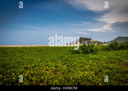 La végétation de plage - Parc National Naturel de Tayrona, Colombie Banque D'Images