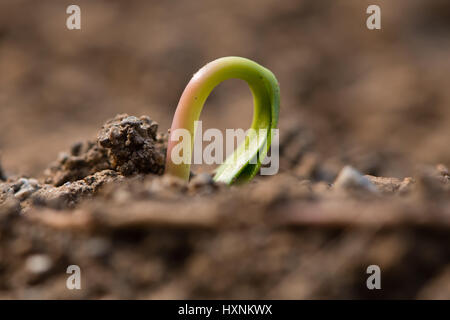 Sycomore (Acer pseudoplatanus) sortant de terre. Eudicot avec des plantes en germination feuilles embryonnaires encore partiellement enterrées dans le sol Banque D'Images