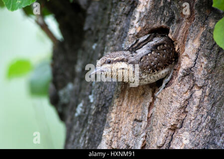 Turncoat, Nord de fourmilier, fourmilier, eurasien, fourmilier Jynx torquilla, torcol fourmilier, Wendehals Torcecuello, Nord, Fourmilier Banque D'Images