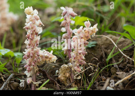 Toothwort (Lathraea squamaria) plante en fleur. Groupe de plantes parasites avec des fleurs roses dans la famille des Orobanchacées, infectant des saules (Salix sp) Banque D'Images