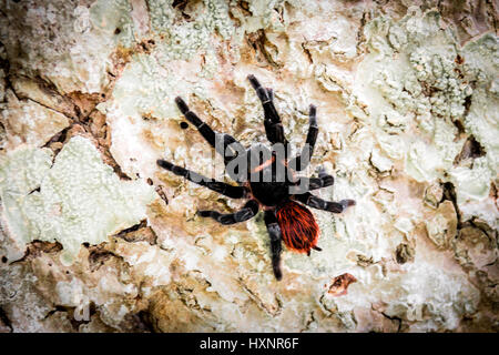 Croupion Rouge mexicaine Tarantula au parc national de Tikal - Guatemala Banque D'Images