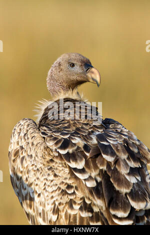 Sparrow Hawk's vulture - portrait, Sperbergeier - Portrait Banque D'Images