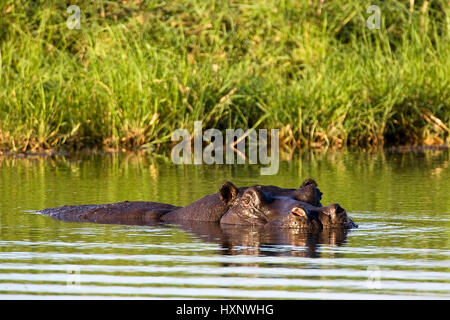 Hippopotame, Hippopotamus amphibius - Hippopotame , Flusspferd | Hippopotamus amphibius hippopotame - schwimmend NP Mahango, Caprivi occidental, Namibie Banque D'Images