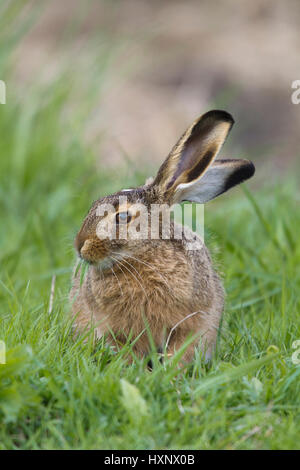 Domaine hare, portrait Portrait Feldhase Banque D'Images