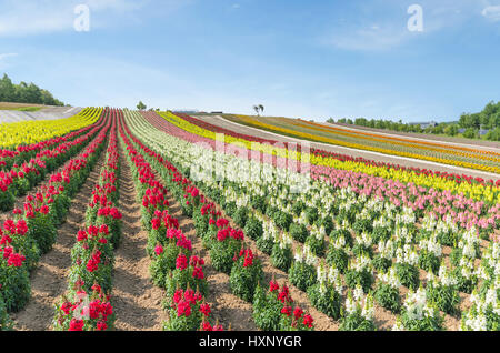 Colorful snapdragons flower field in summer at biei hokkaido japan Banque D'Images