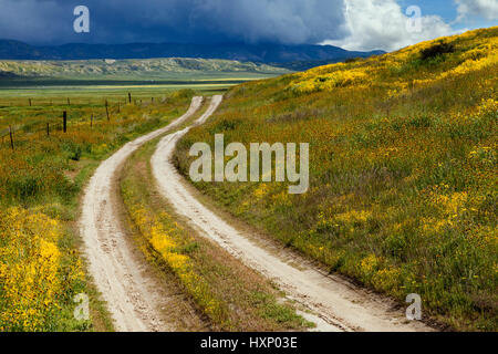 Un chemin de terre fait son chemin à travers les fleurs sauvages à l'Carrizo Plain National Monument en Californie. Banque D'Images