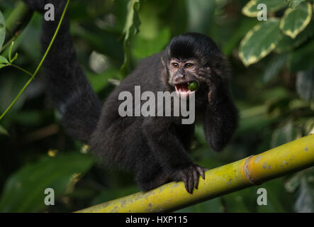 Un singe capucin noir de la Forêt Tropicale Atlantique Banque D'Images