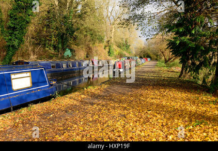 Les feuilles d'automne le long du chemin de halage du canal de charbon Somerset près de Dundas quai. Banque D'Images