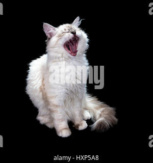 Drôle de petit chat blanc aux yeux bleus, isolé sur des bâillements , noir Banque D'Images