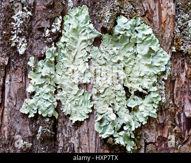 Lichen foliacé appartenant au genre sur l'écorce des conifères Parmelia Banque D'Images