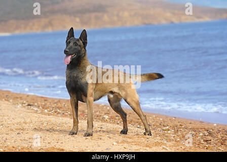 Belgian Malinois Banque D'Images