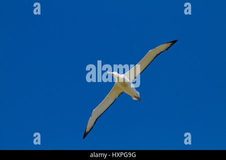 Albatros Voyages, Wanderalbatros Banque D'Images