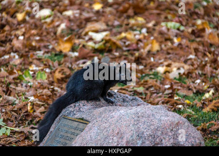 L'Écureuil noir debout sur une pierre entre les feuilles de l'automne de Queens Park - Toronto, Ontario, Canada Banque D'Images