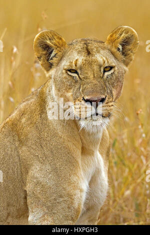 Lionne, portrait Portrait Löwin Banque D'Images