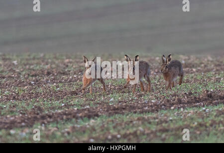 Brown (européenne) Commune- lièvres Lepus europaeus, printemps. Uk. Banque D'Images