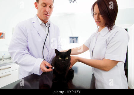 Assistant vétérinaire et examiner cat (MR), Tierarzt und untersuchen Assistentin Katze (Mr) Banque D'Images