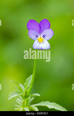 Viola tricolor ssp. tricolore, wild pansy, Viola tricolor ssp. tricolore, Wildes Stiefmütterchen Banque D'Images