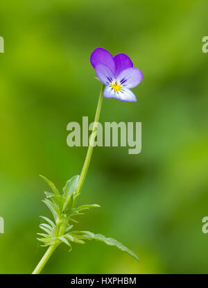 Viola tricolor ssp. tricolore, wild pansy, Viola tricolor ssp. tricolore, Wildes Stiefmütterchen Banque D'Images