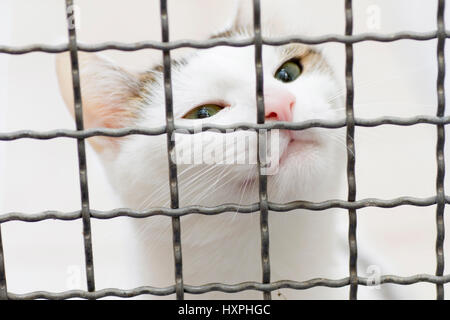 Chat à l'accueil des animaux, Katze im Maison animale Banque D'Images