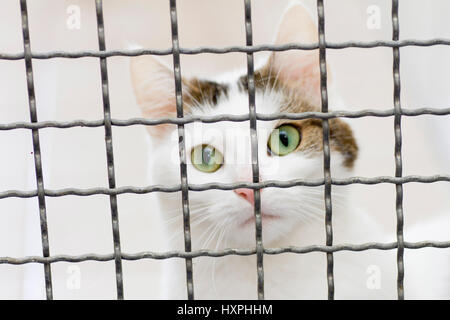 Chat à l'accueil des animaux, Katze im Maison animale Banque D'Images