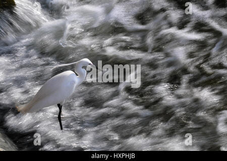 Aigrette garzette Egretta garzetta assis dans l'eau Banque D'Images