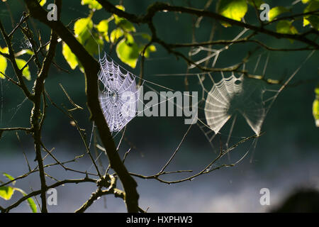 'Rh ?n ; nature réserver Long Rh ?n ; black moor ; humeur d'automne', Rhön ; Naturschutzgebiet Lange Rhoen ; Schwarzes Moor;Herbststimmung Banque D'Images