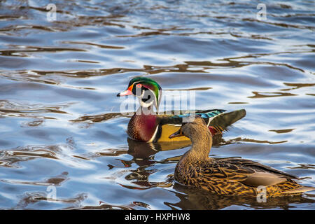 Le canard branchu mâle et femelle nageant dans un étang de High Park - Toronto, Ontario, Canada Banque D'Images