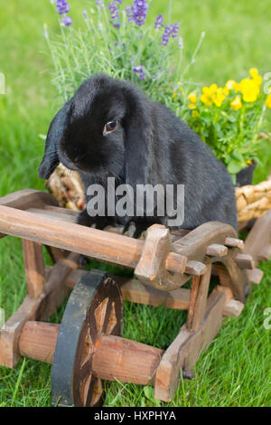 La race des lapins sur des charrettes en bois, Rassekaninchen Holzkarren auf Banque D'Images
