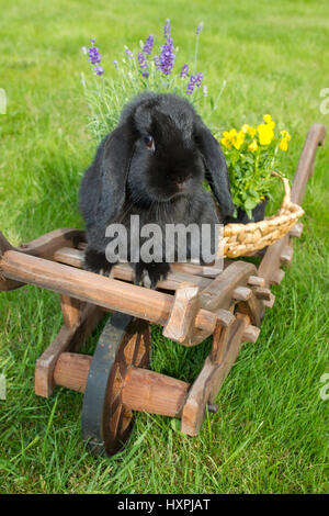 La race des lapins sur des charrettes en bois, Rassekaninchen Holzkarren auf Banque D'Images